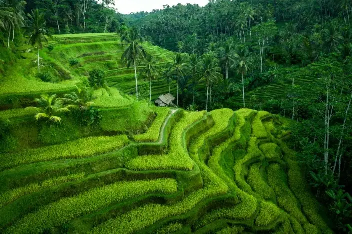 Tegallalang rizsterasz