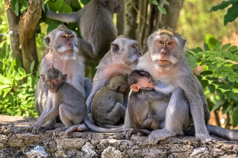 Monkey Forest Ubud