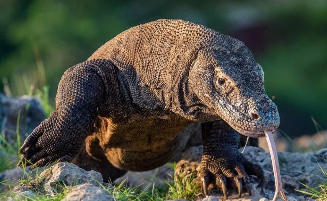 Komodo sziget