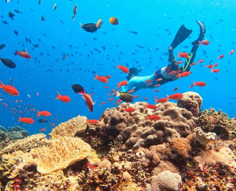 Mangrove Reef