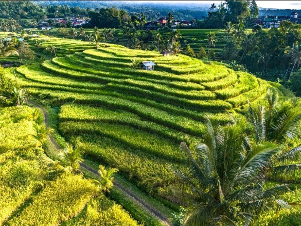 Jatiluwih rizsteraszok